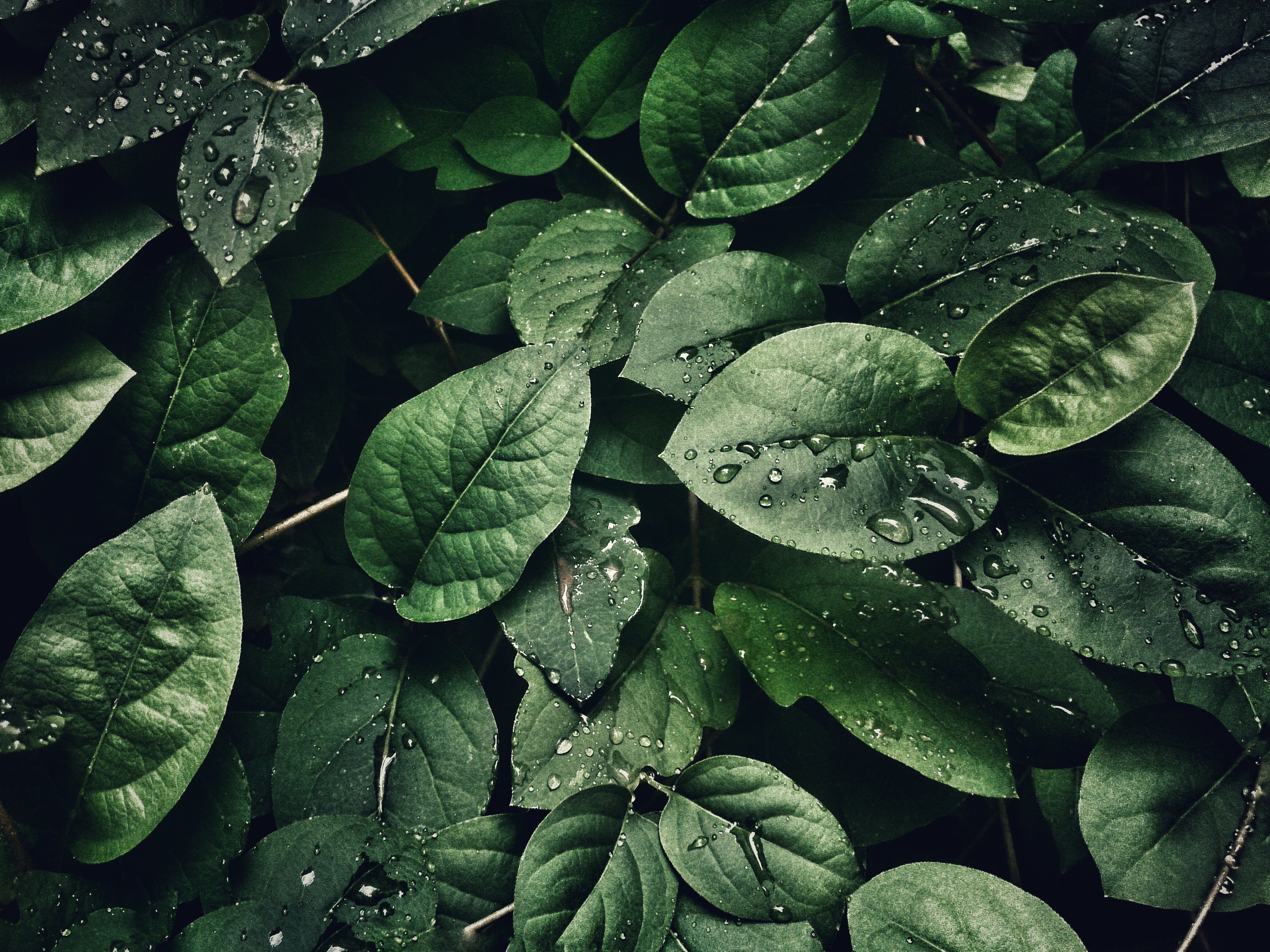 [Image of Water on Leaves.]